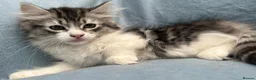 Siberian cats for sale: Beautiful Pedigree Kittens Seeking Loving Homes - Advert 7