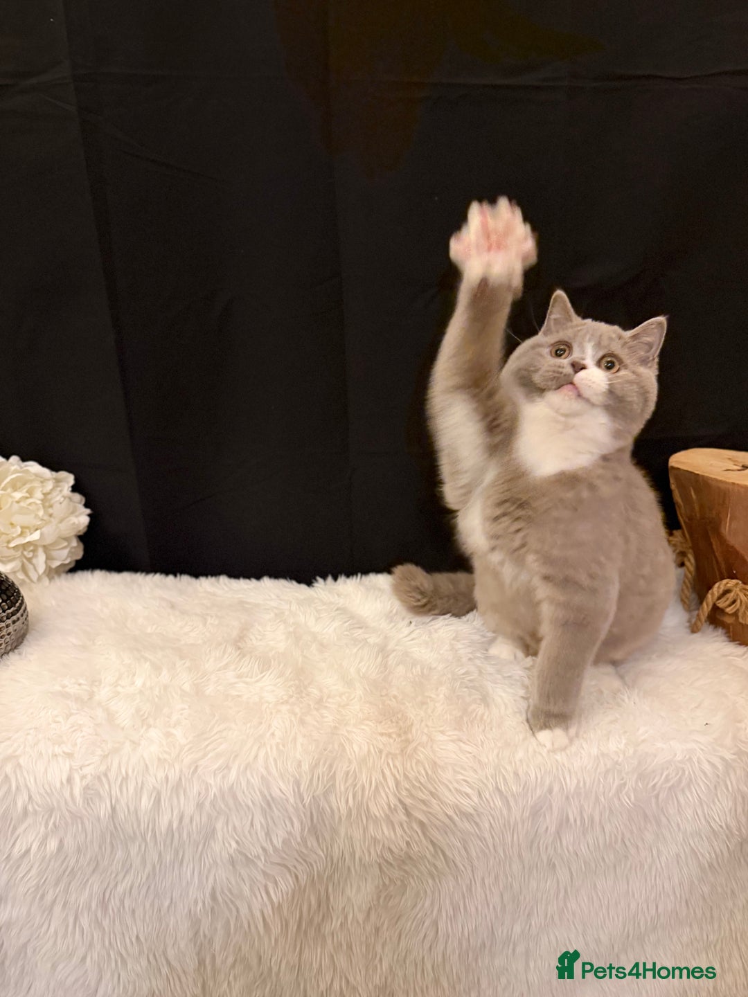 British Shorthair cats for sale: FULL PEDIGREE, REGISTERED BSH - Image 21