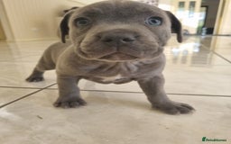 Staffordshire Bull Terrier dogs for sale: Staffordshire Bull Terrier puppies for sale  - Image 3
