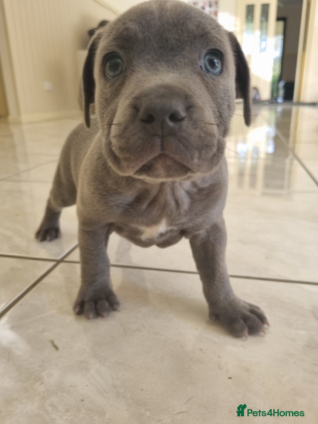 Staffordshire Bull Terrier dogs for sale: Staffordshire Bull Terrier puppies for sale  - Image 3