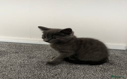 Mixed Breed cats for sale: 6 kittens for sale - Image 3