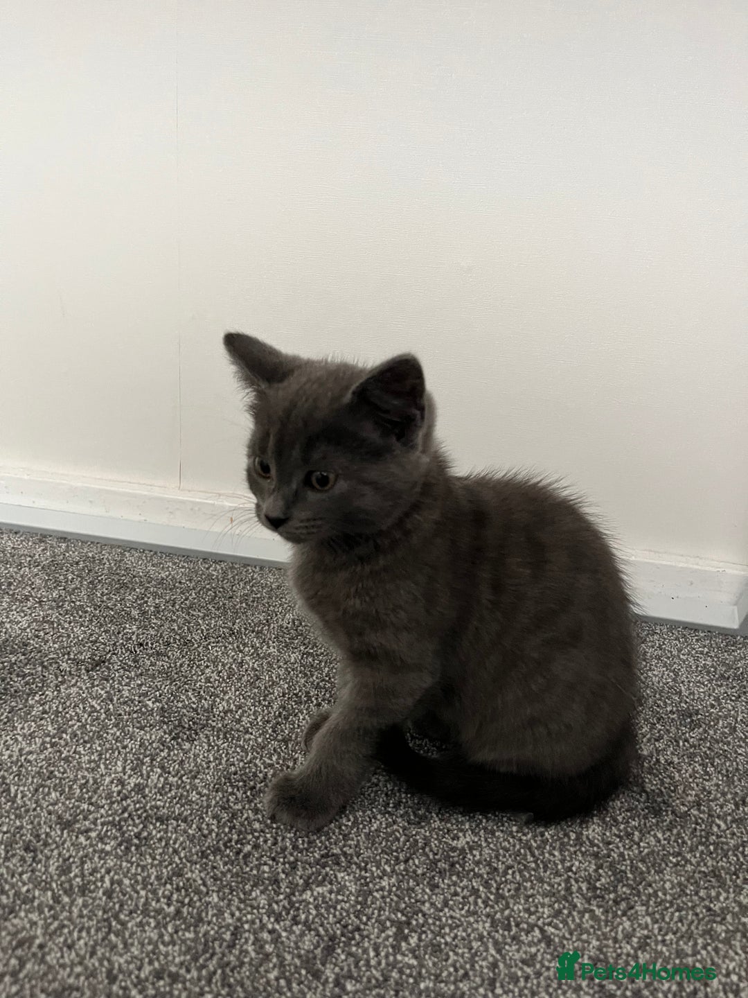 Mixed Breed cats for sale: 6 kittens for sale - Image 3
