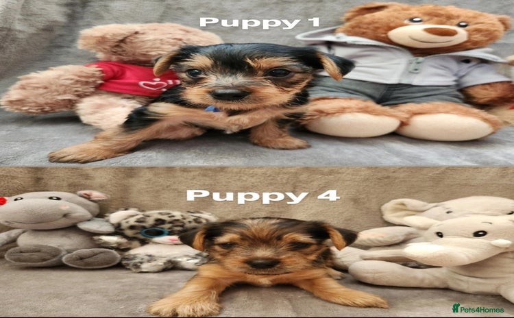 Yorkshire Terrier dogs - Advert 3