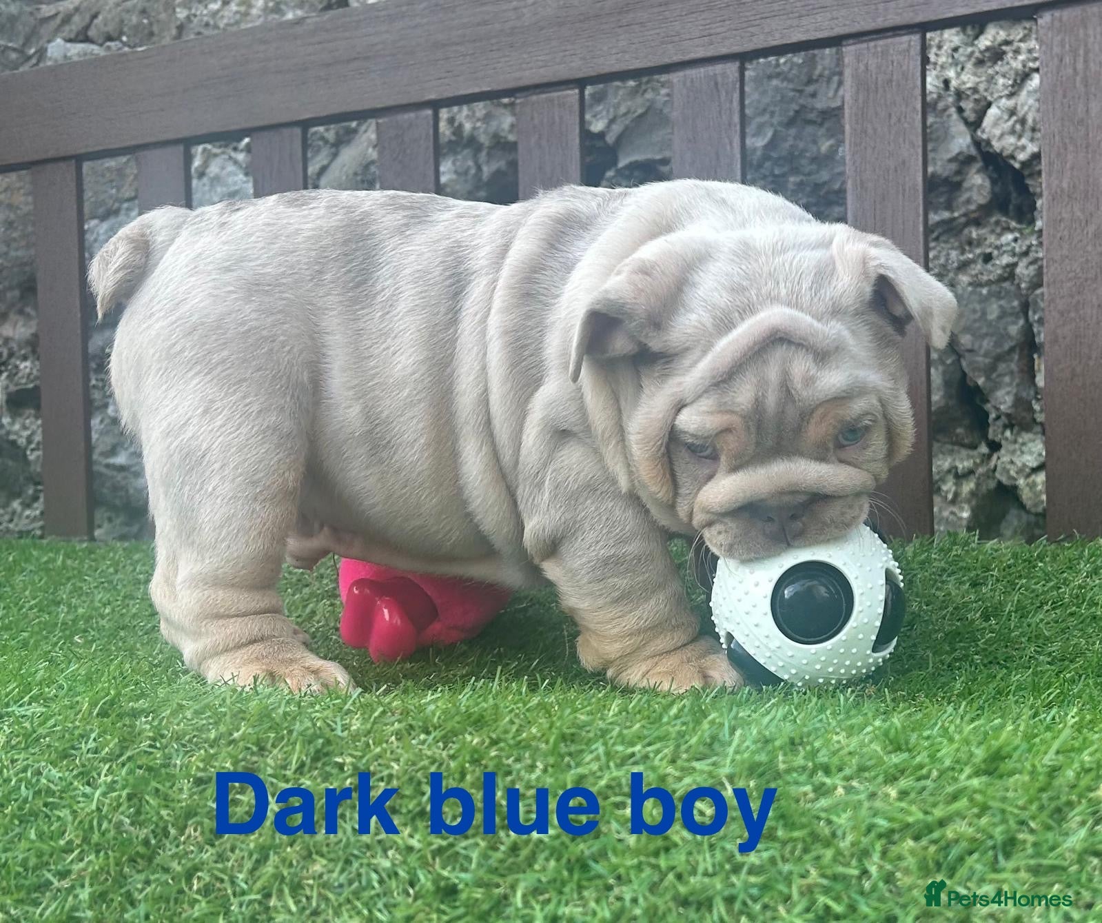 English Bulldog dogs Ready Tuesday! Outstanding Bulldog Puppies - Advert 4