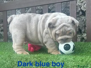 English Bulldog dogs Ready Tuesday! Outstanding Bulldog Puppies - Advert 4