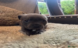 Staffordshire Bull Terrier dogs for sale: High Quality Blue & Black Staffy Puppies - Image 15
