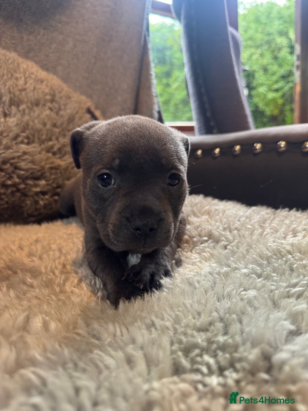 Staffordshire Bull Terrier dogs for sale: High Quality Blue & Black Staffy Puppies - Image 15