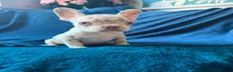 French Bulldog dogs for sale: Gorgeous French Bulldog Puppies♡ - Advert 21