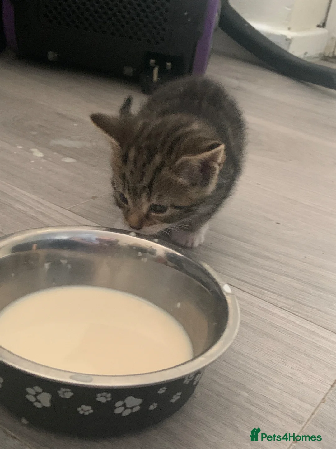 Mixed Breed cats for sale: Beautiful Tabby and black kittens  in Swindon - Advert 8