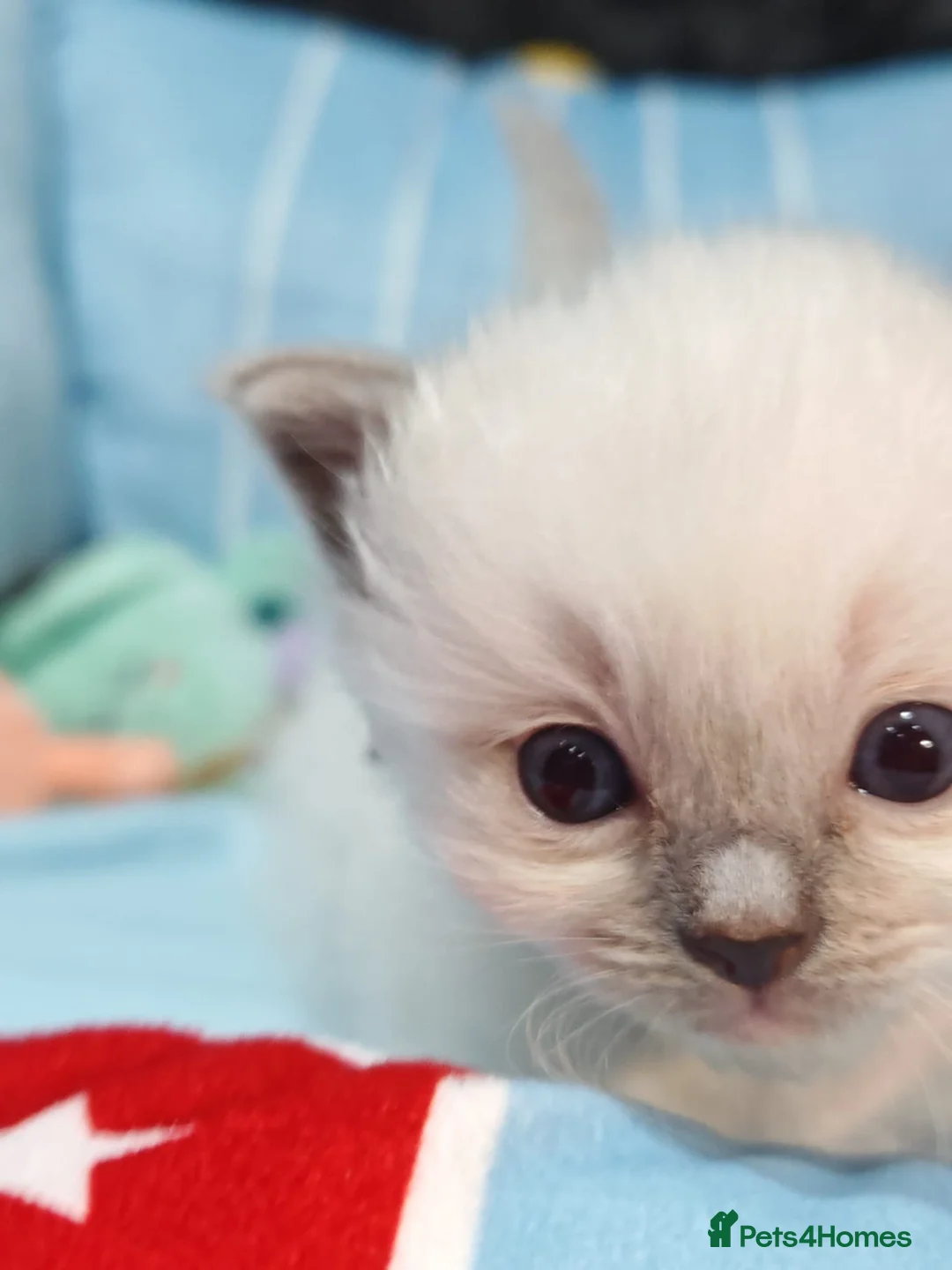 Ragdoll cats for sale: Beautiful Ragdoll Kittens Looking for Forever Home in Bolton - Advert 2