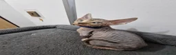 Sphynx cats for sale: Beautifull Tica sphynx kittens - Advert 35