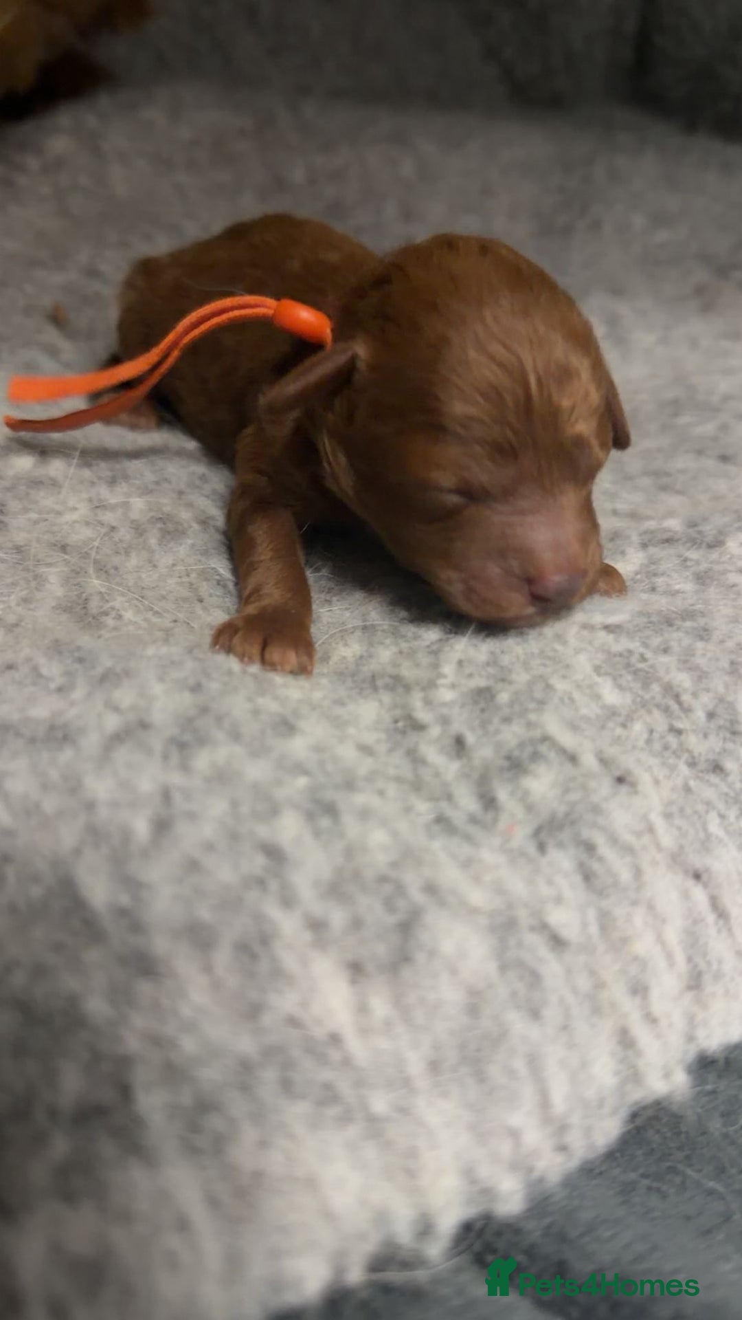 Toy Poodle dogs for sale: Tiny deep red toy poodle, kc dna health clear   - Advert 5