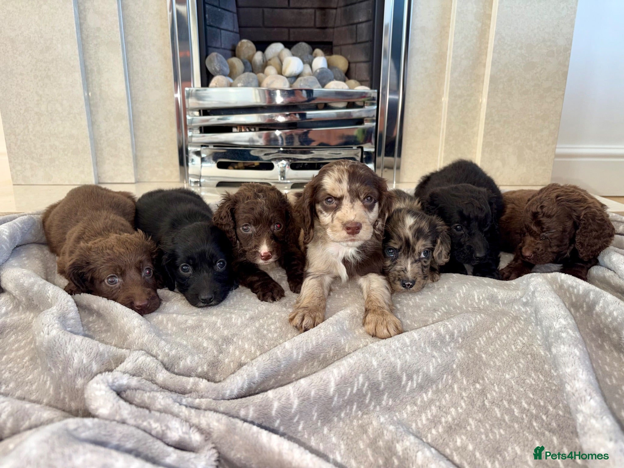 Cocker Spaniel dogs Cocker spaniel puppies 🖤🤎🤍 - Advert 18