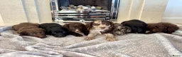 Cocker Spaniel dogs for sale: Cocker spaniel puppies 🖤🤎🤍 in Bedlington - Advert 1