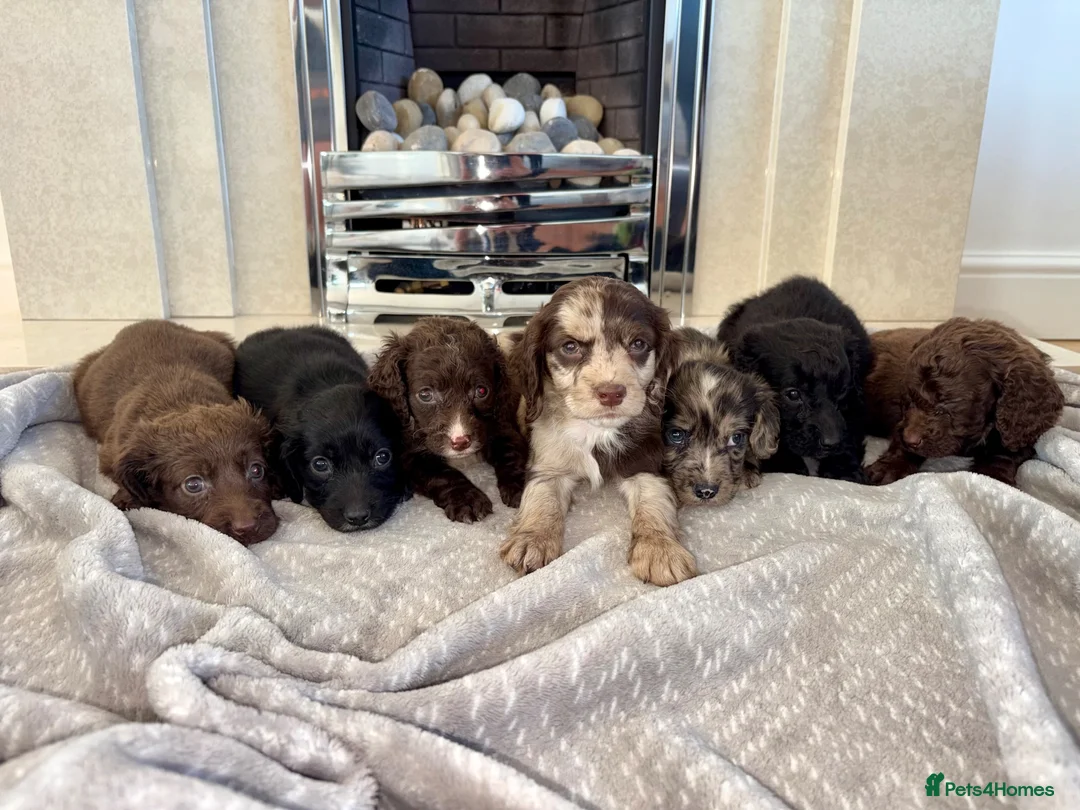Cocker Spaniel dogs for sale: Cocker spaniel puppies 🖤🤎🤍 in Bedlington - Advert 1
