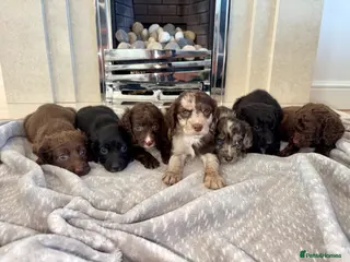Cocker Spaniel dogs Cocker spaniel puppies 🖤🤎🤍 - Advert 1