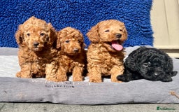 Toy Poodle dogs for sale: STUNNING TOY POODLES KC REG HEALTH TESTED  - Image 4