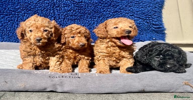Toy Poodle dogs - Advert 2