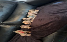 Miniature Dachshund dogs for sale: beautiful miniature Dachshunds  - Image 1