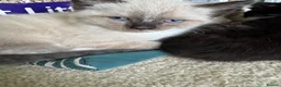 Ragdoll cats for sale: Ragdoll kittens  - Advert 3