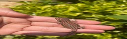Bearded Dragon reptiles for sale: 🦎 beautiful G stripped dragons 🐉  - Advert 5