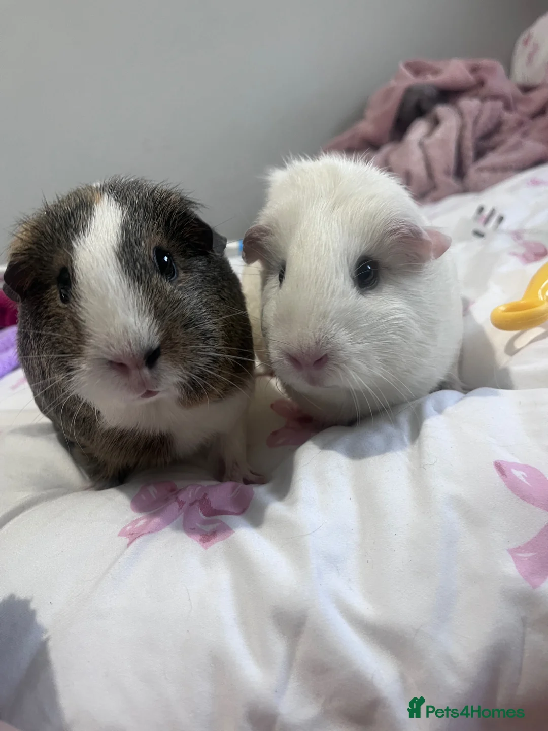 Guinea Pig rodents for sale: Female Bonded Guinea pigs  in Birmingham - Advert 1