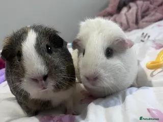 Guinea Pig rodents Female Bonded Guinea pigs - Advert 1