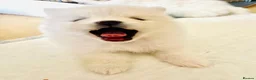 Pomeranian dogs for sale: Adorable little pom-poms looking new parents - Advert 6