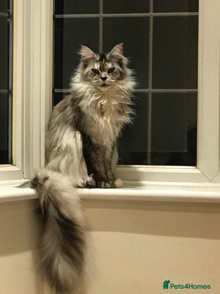 Maine Coon cats ⚜️ championline maine coon kittens ⚜️ polydactyl - Advert 2