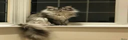 Maine Coon cats for sale: ⚜️ championline maine coon kittens ⚜️ polydactyl - Advert 2