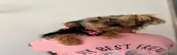 Mixed Breed dogs for adoption: Little Luna - Advert 6