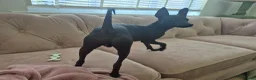 Mexican Hairless dogs for sale: Mexican hairless xolo  - Advert 2