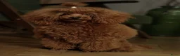 Cockapoo dogs for sale: American cockapoo from health tested parents - Advert 11