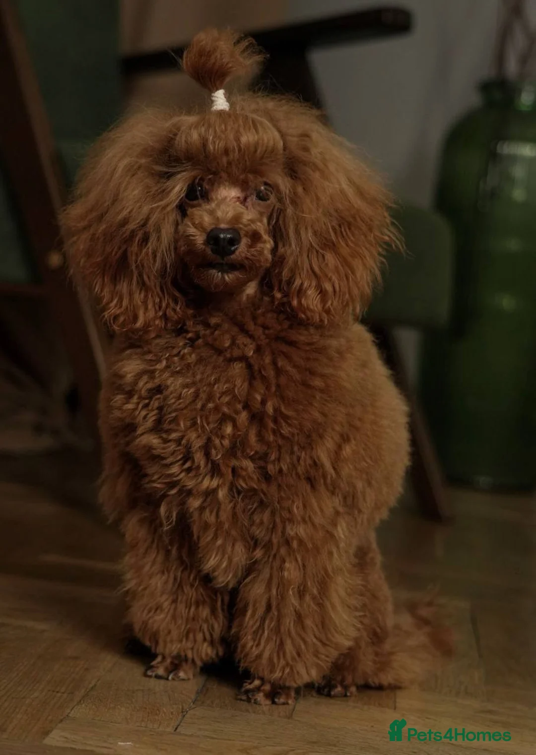 Cockapoo dogs for sale: American cockapoo from health tested parents - Advert 11