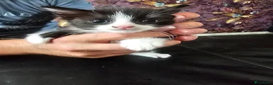 British Longhair 3