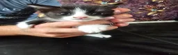Mixed Breed cats for sale: 4 kittens - Advert 4