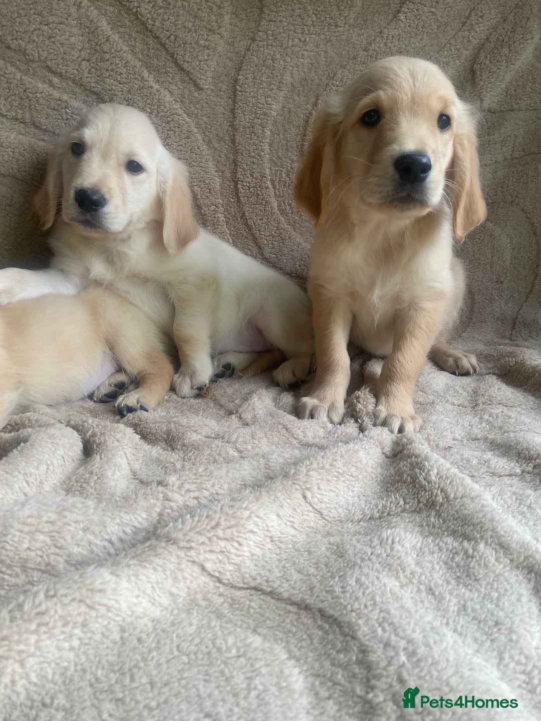 Golden Retriever dogs for sale: Golden retrievers - Image 7
