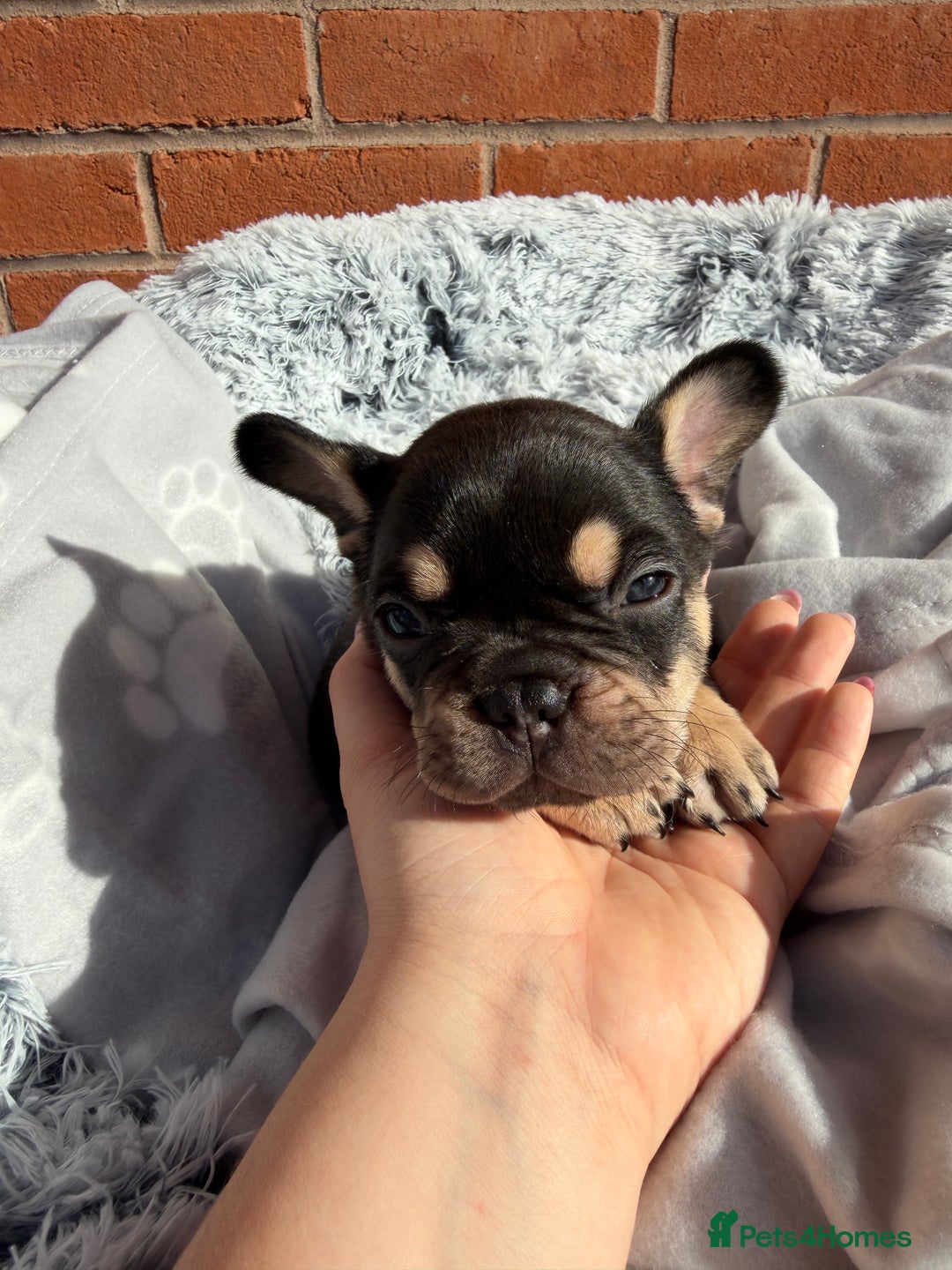 French Bulldog dogs for sale: 7 BEAUTIFUL FRENCHIE PUPPIES FOR SALE 🐾🐶  - Image 24