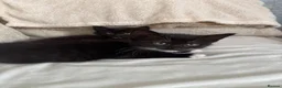 Mixed Breed cats for sale: 4 kittens available  in London - Advert 2