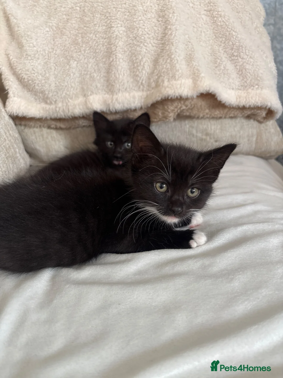 Mixed Breed cats for sale: 4 kittens available  in London - Advert 2