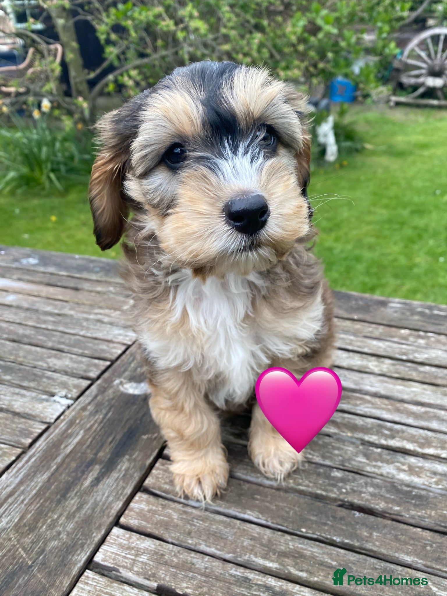 Cockapoo dogs F1 SABLE COCKAPOO GIRL,READY NOW. - Advert 1