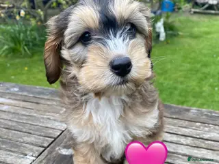 Cockapoo dogs F1 SABLE COCKAPOO GIRL,READY NOW. - Advert 3