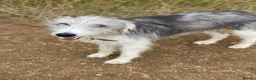 Mixed Breed dogs for sale: Bedlington whippet mix - Advert 5