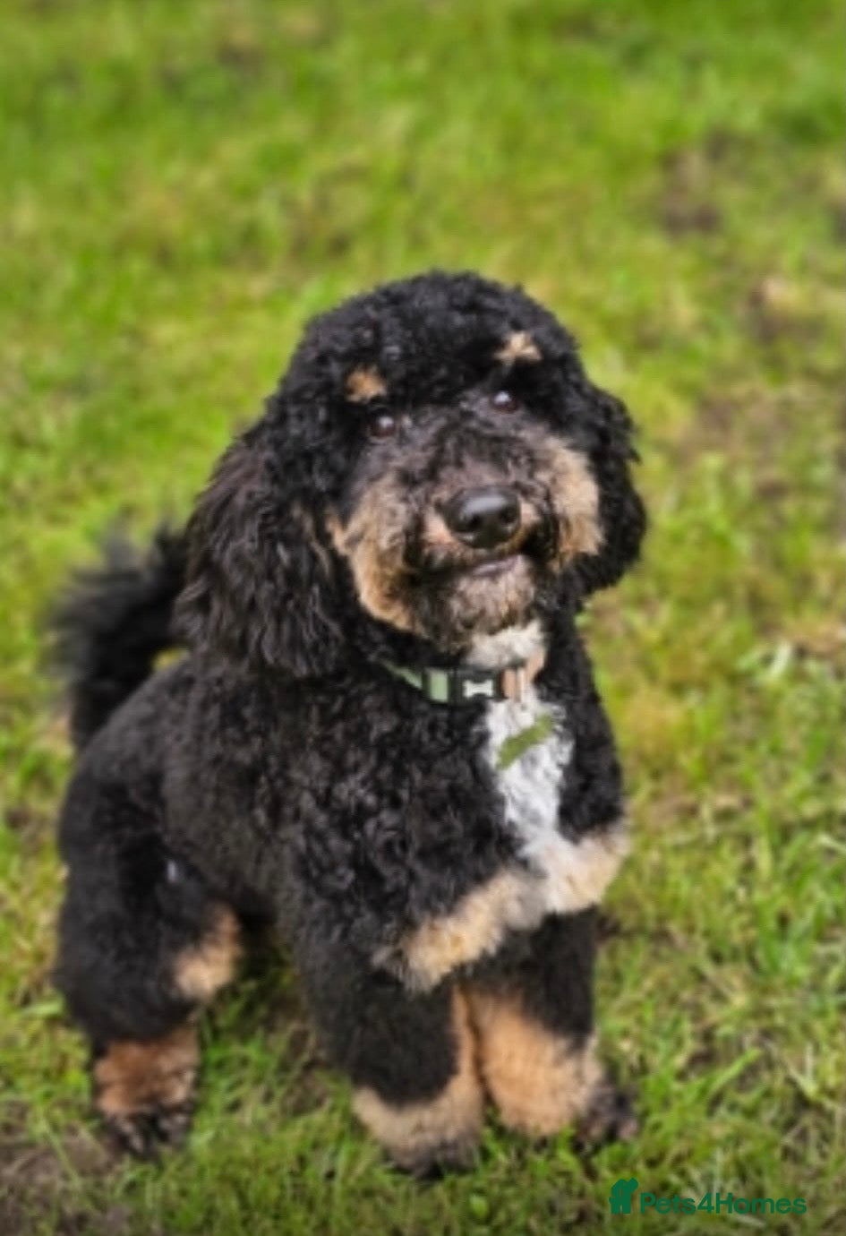 Mini Goldendoodle dogs for sale: 🐶 F1b Goldendoodle Puppies Expected – July 2026  - Advert 4
