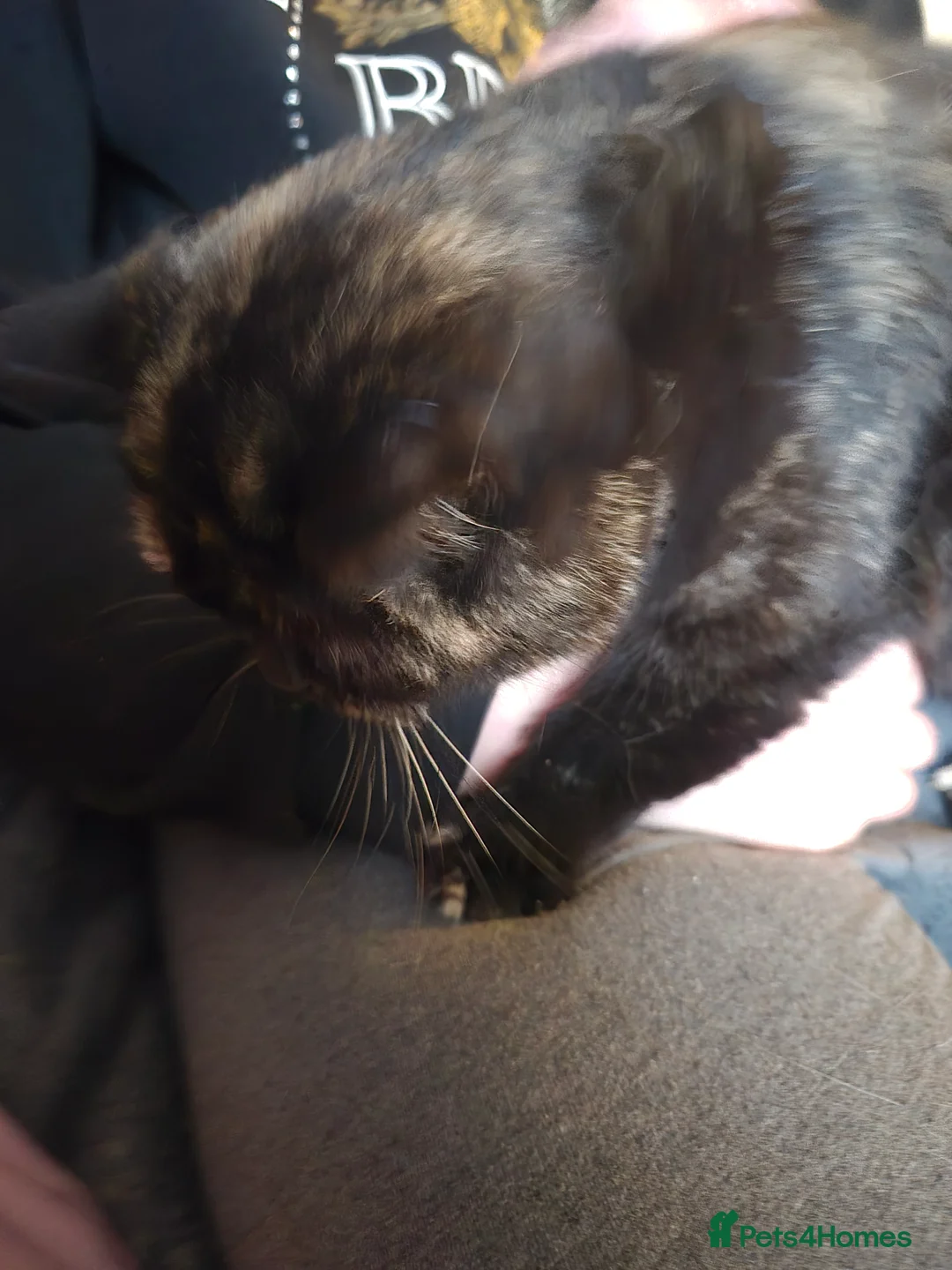 Selkirk Rex cats for sale: Pedigree tica reg black tortie neutered  - Advert 16