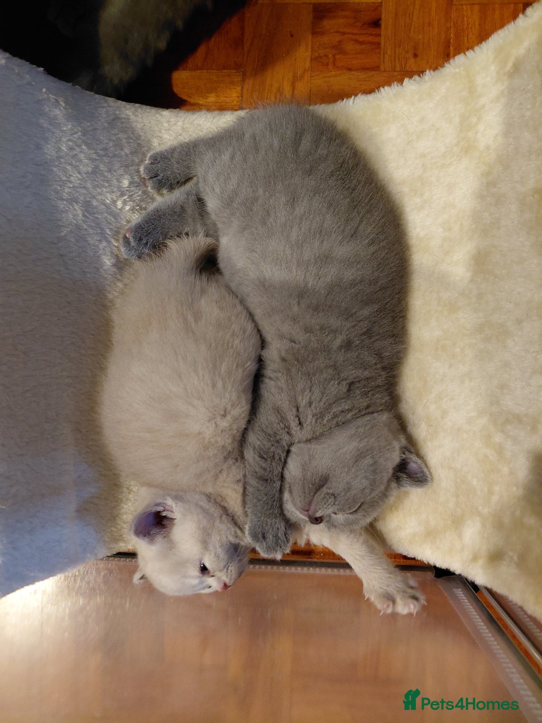 British Shorthair cats for sale: GCCF Registered Championship Line BSH Kittens - Advert 17