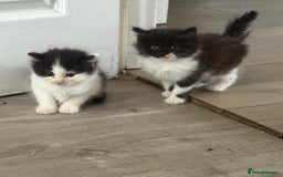 Mixed Breed cats for sale: 5 beautiful fluffy kittens  - Image 13