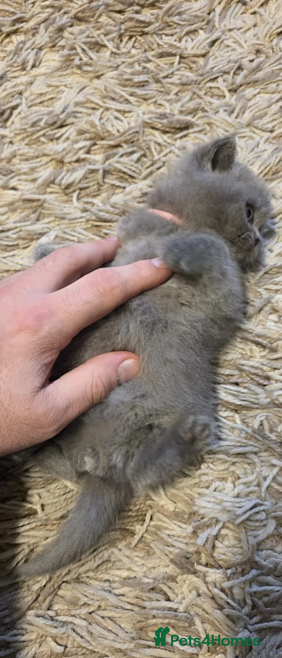 British Shorthair cats for sale: Sweet and lovely British shorthair kittens - Advert 2