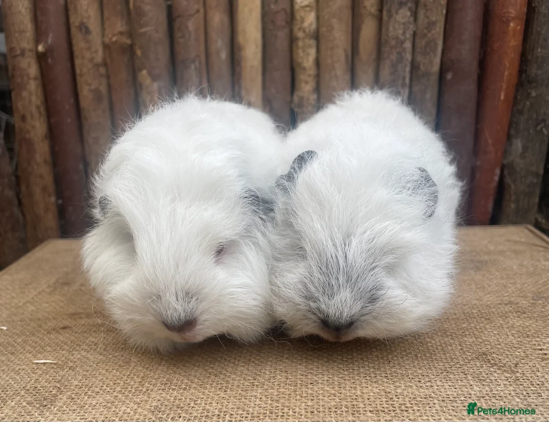 Guinea Pig rodents for sale: Swiss teddy babies - Advert 1