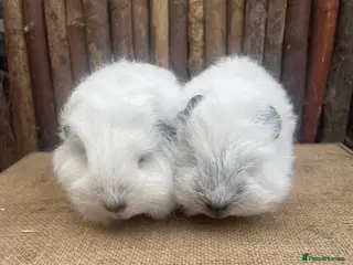 Guinea Pig rodents Swiss teddy babies - Advert 1